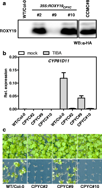 Fig. 4