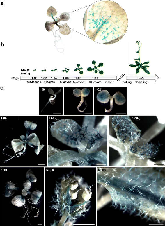 Fig. 2