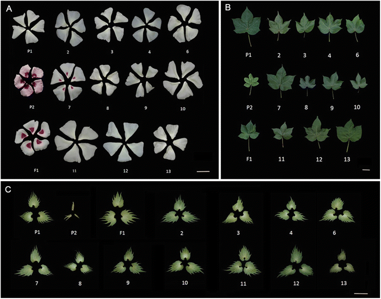 Fig. 5