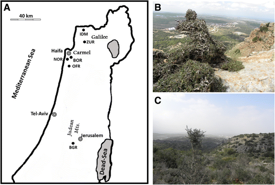 Fig. 1