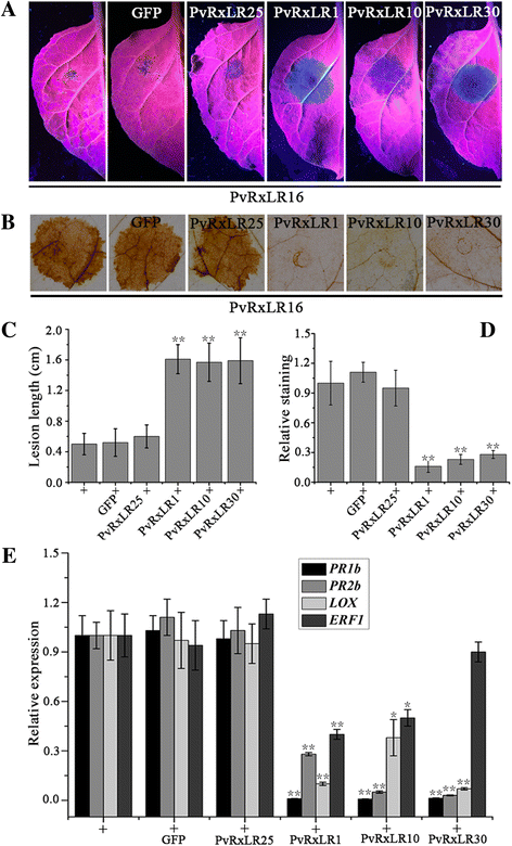 Fig. 9