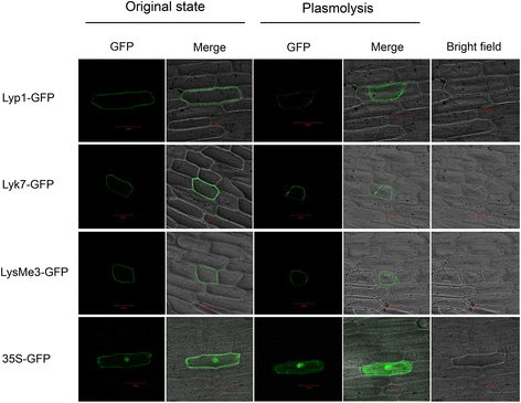 Fig. 7