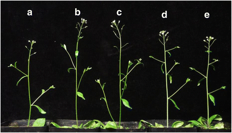 Fig. 8