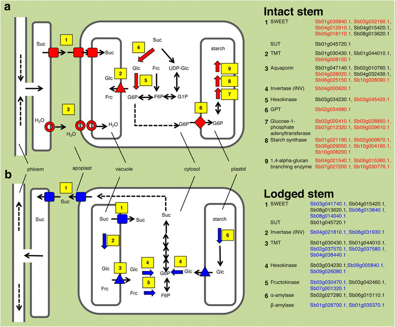 Fig. 7