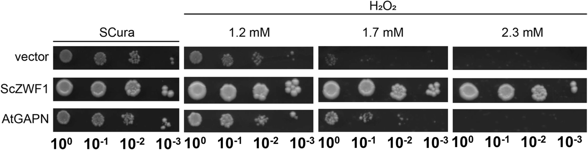 Fig. 7