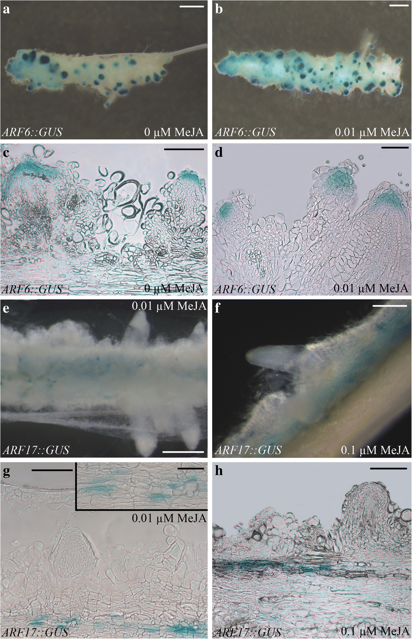 Fig. 8