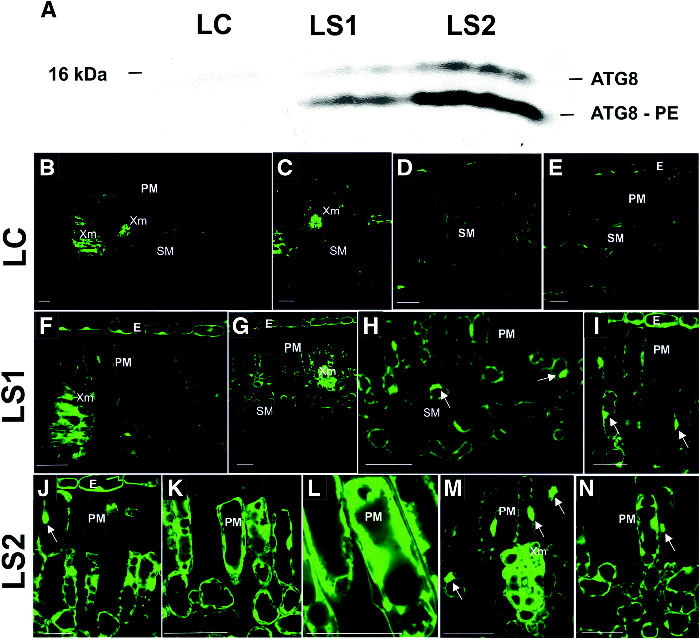 Fig. 10