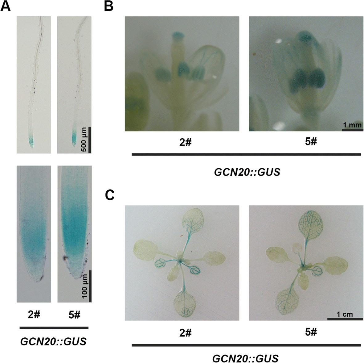 Fig. 2