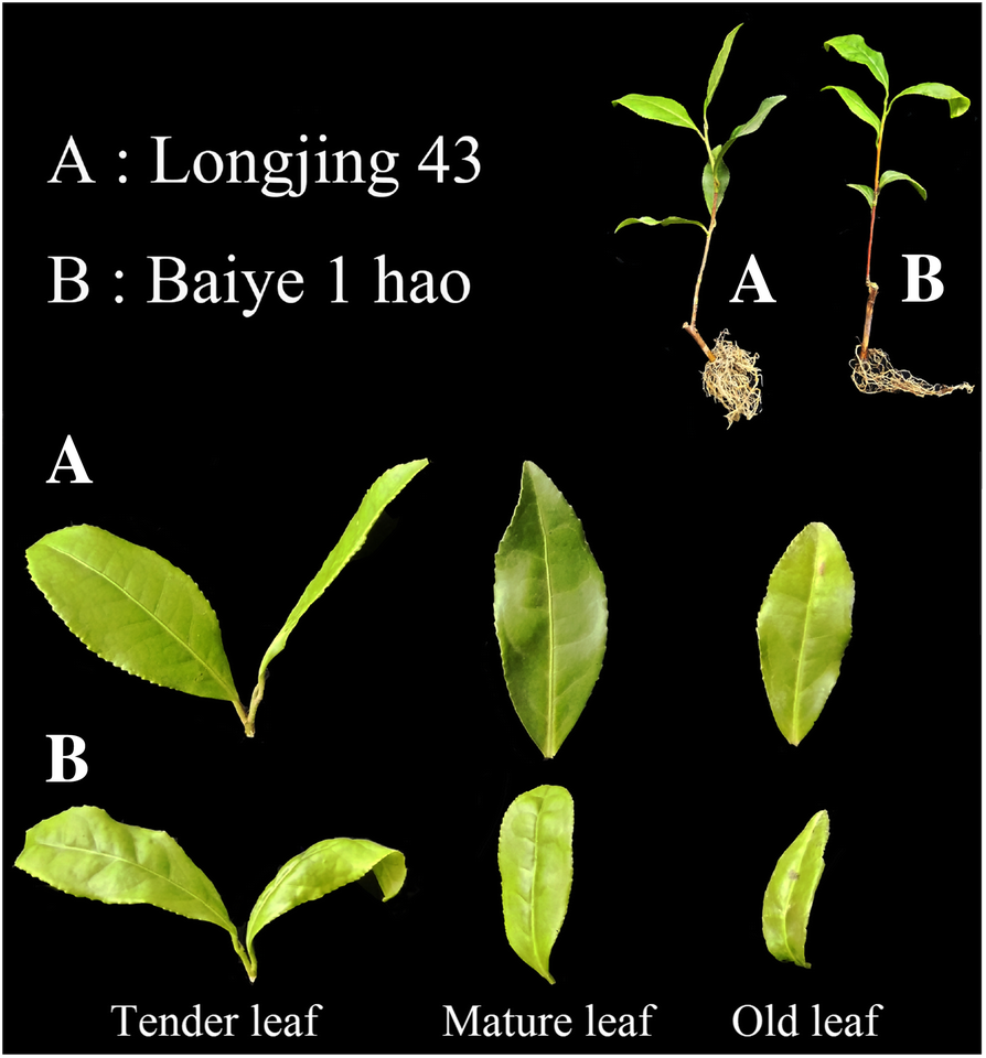 Fig. 14