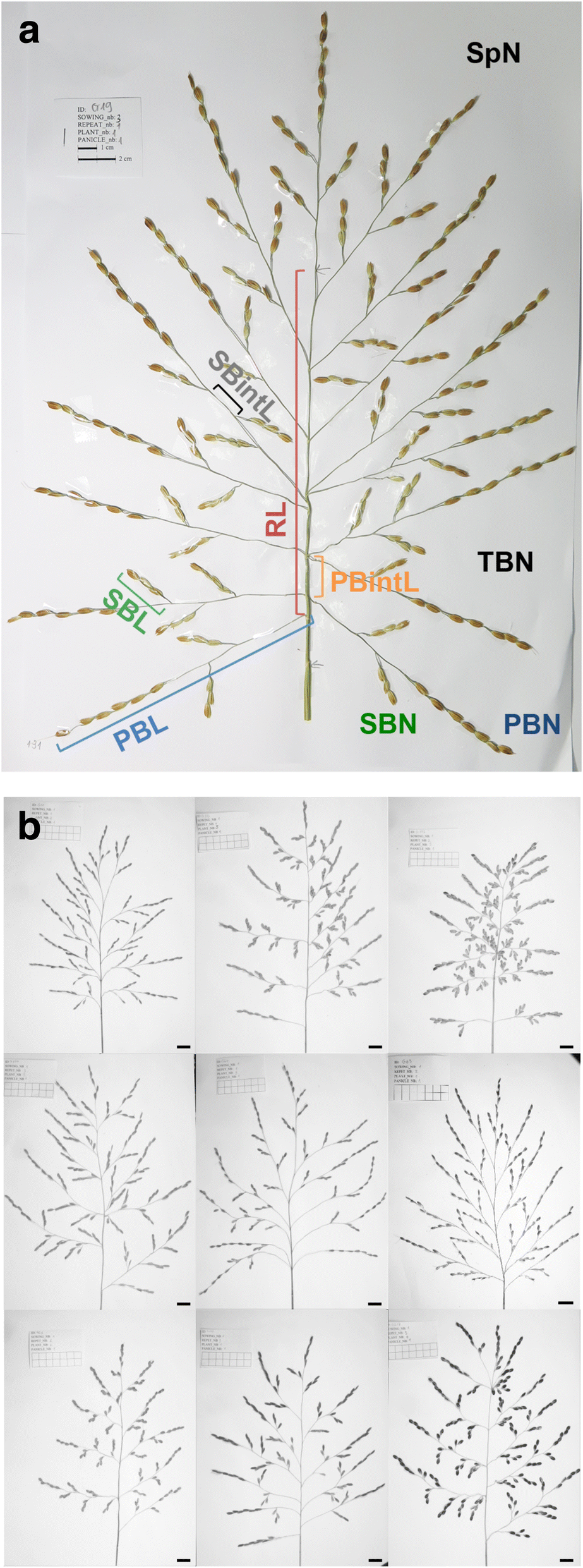 Morphological diversity in pakistani rice landraces biology essay 04 image