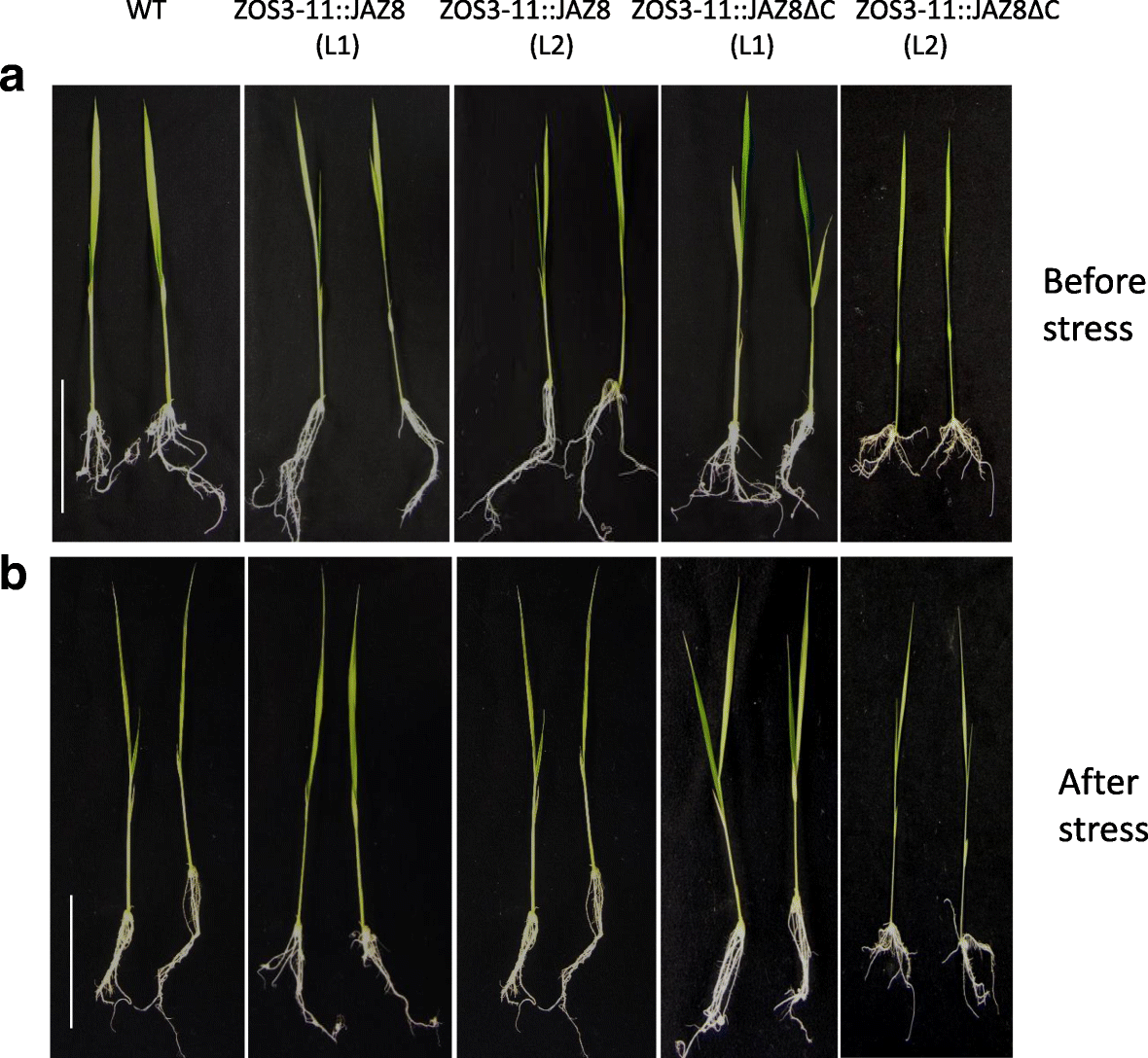 Fig. 9