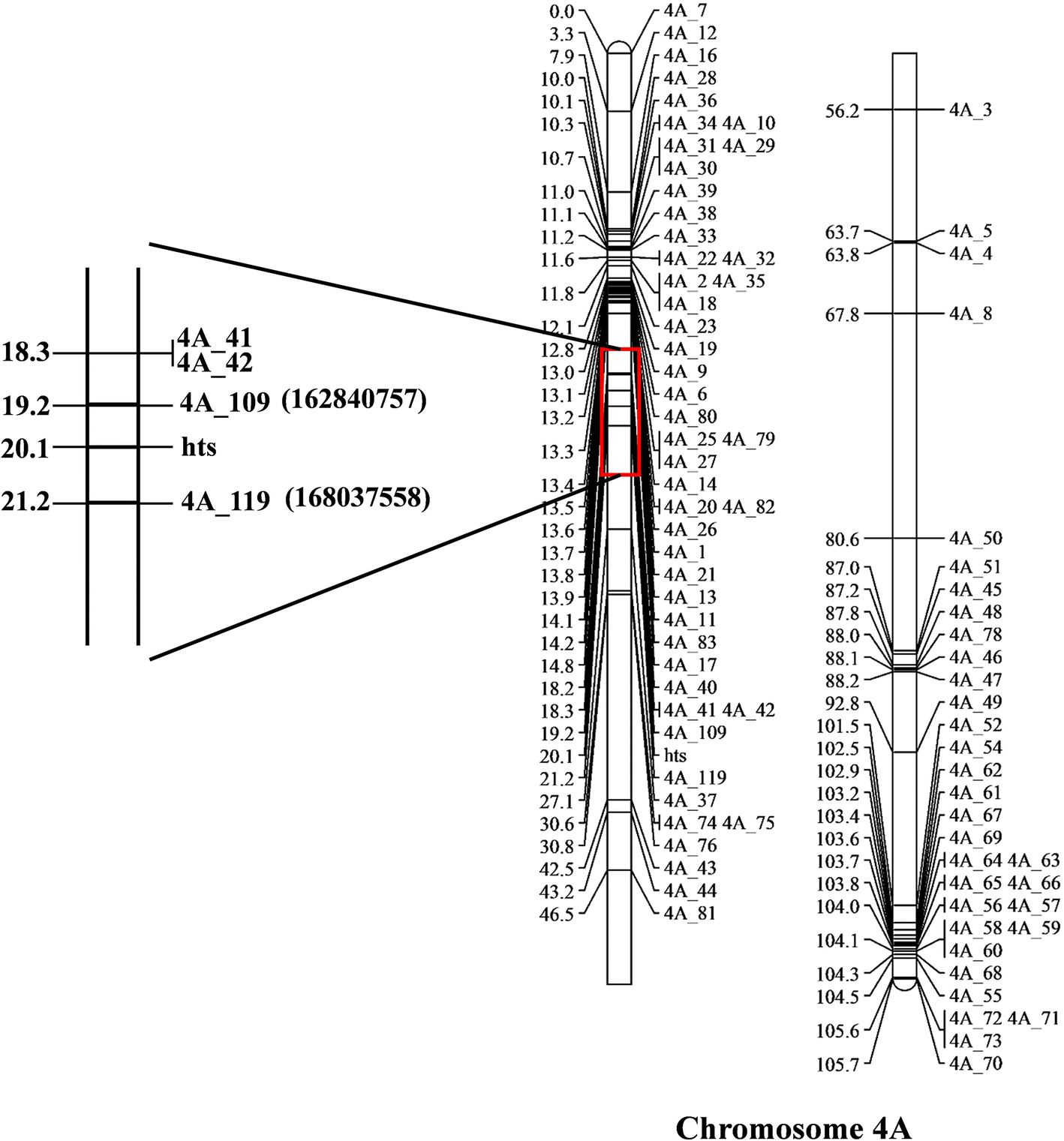 How Is A Gene Map Constructed High-Density Genetic Map Construction And Mapping Of The Homologous  Transformation Sterility Gene (Hts) In Wheat Using Gbs Markers | Bmc Plant  Biology | Full Text