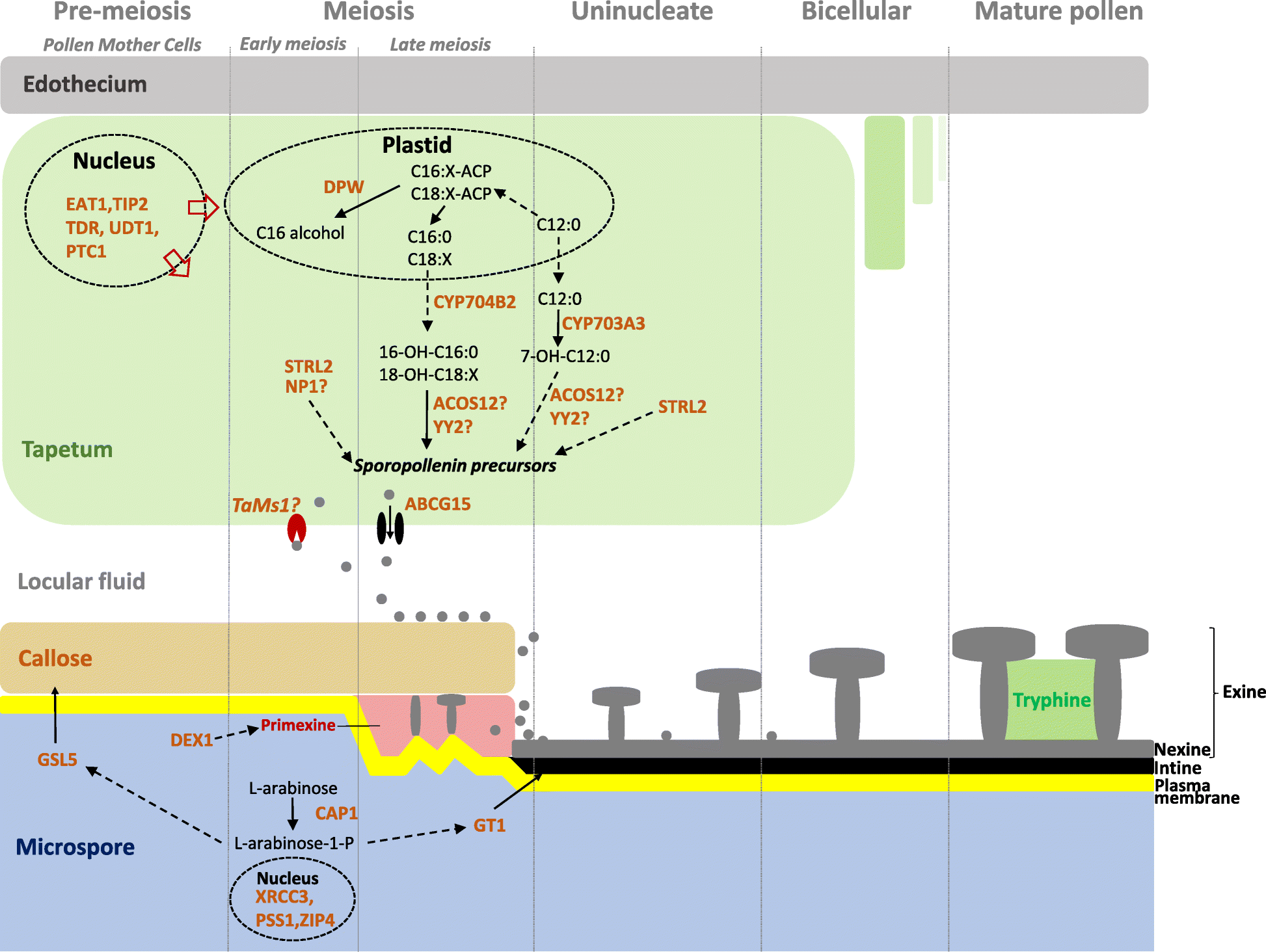 Fig. 5