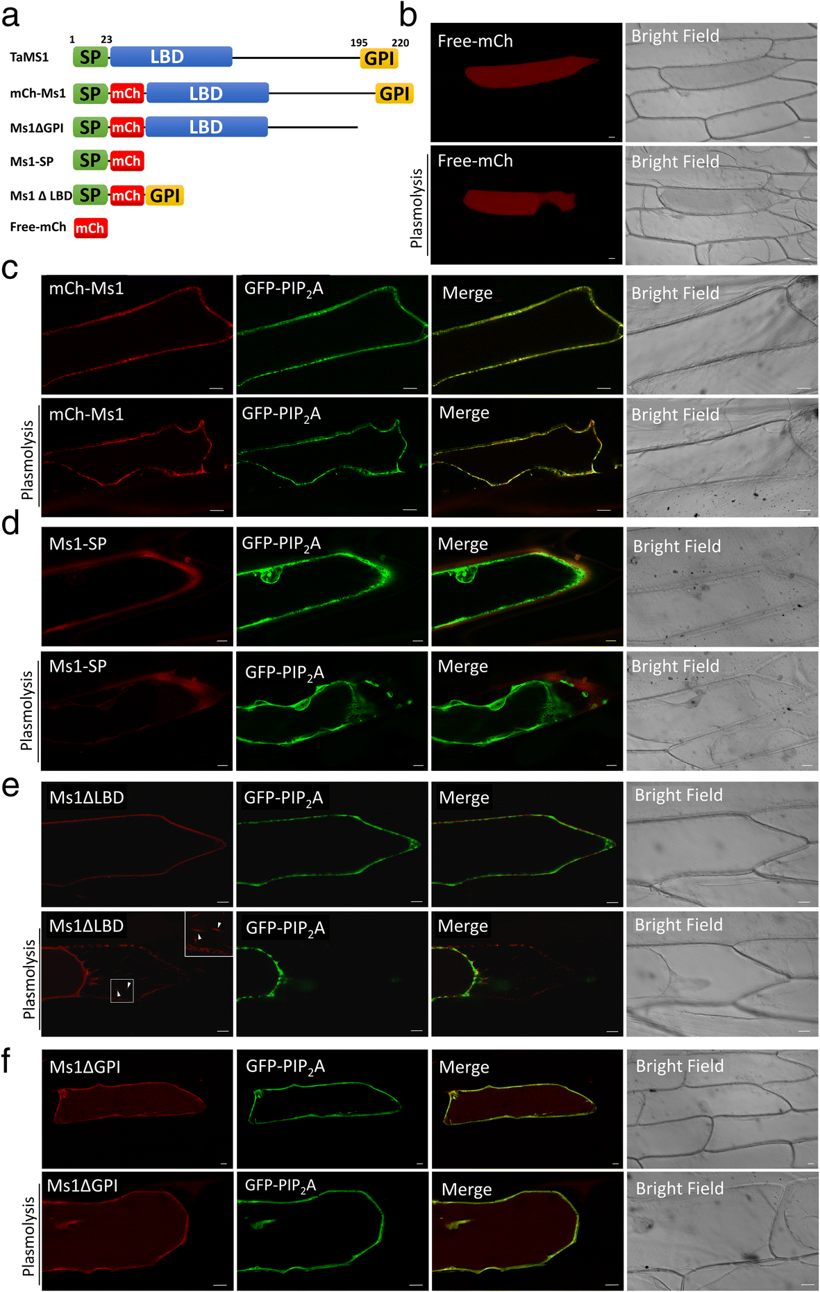 Fig. 7