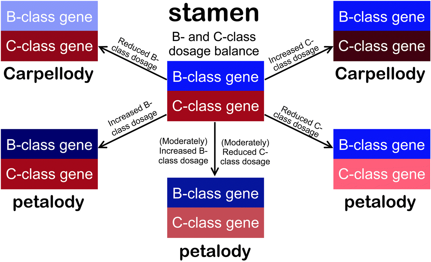 Fig. 8