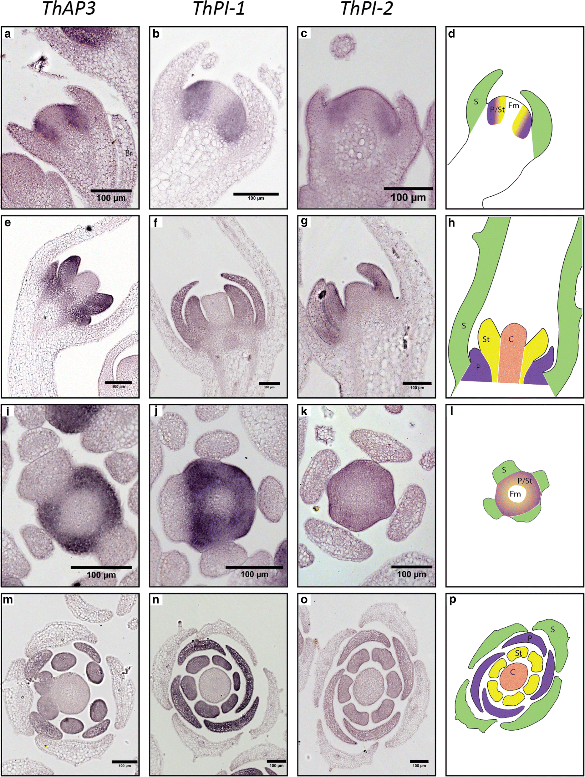 Fig. 3