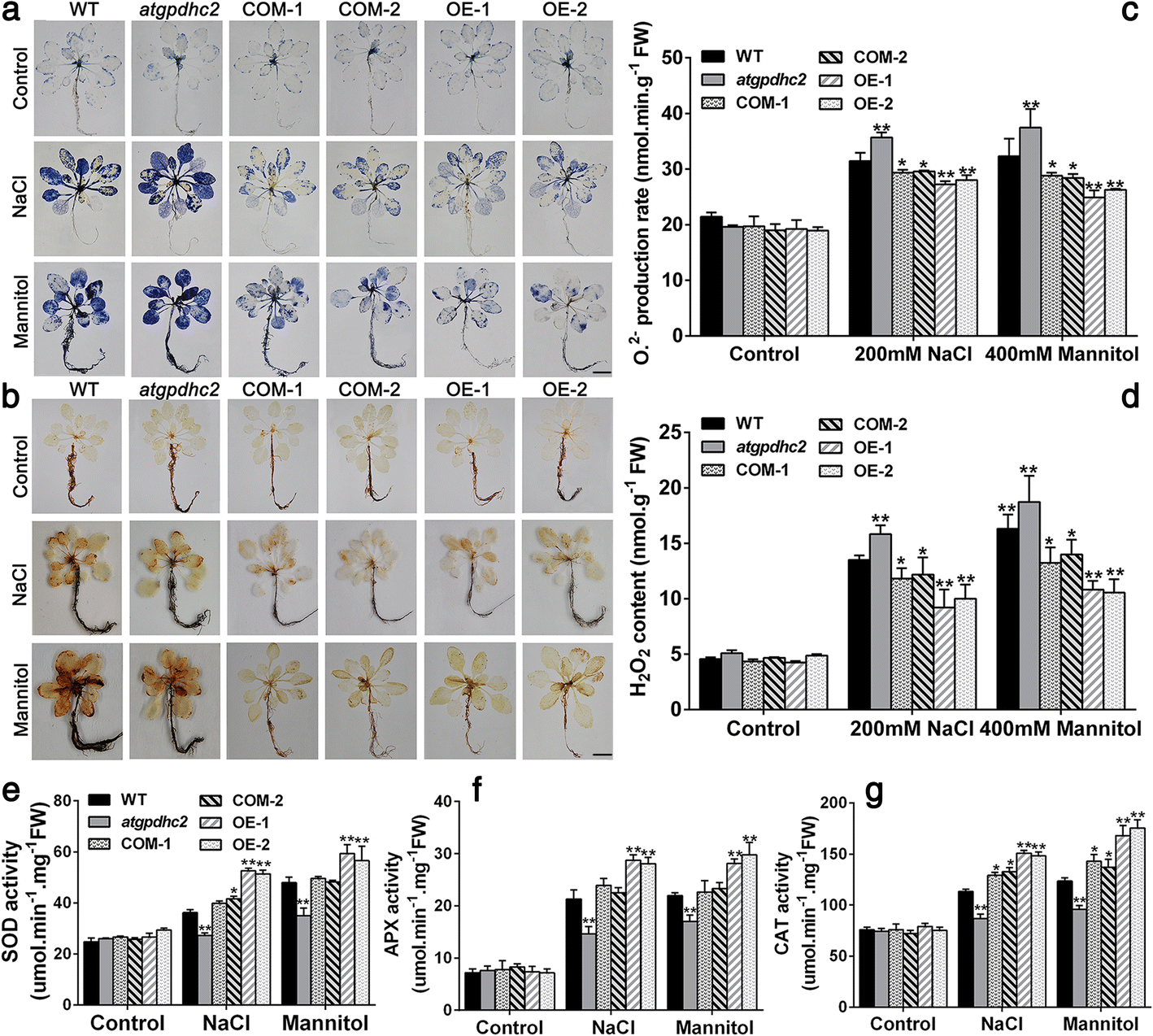 Fig. 7