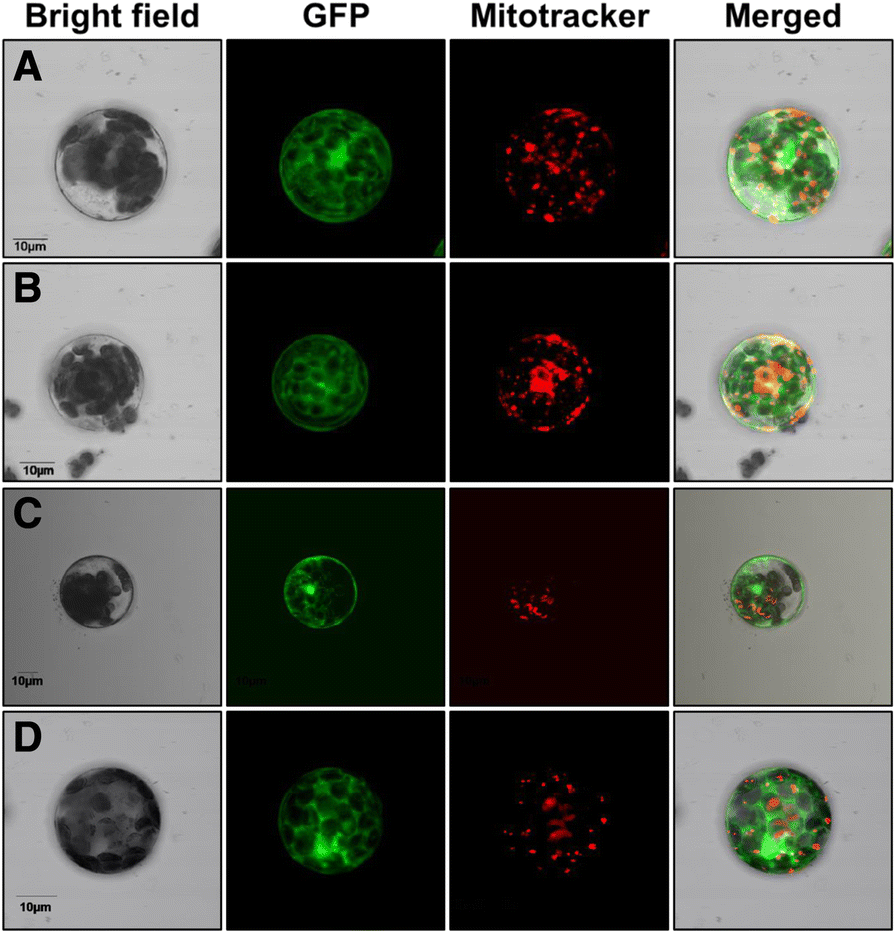 Fig. 7