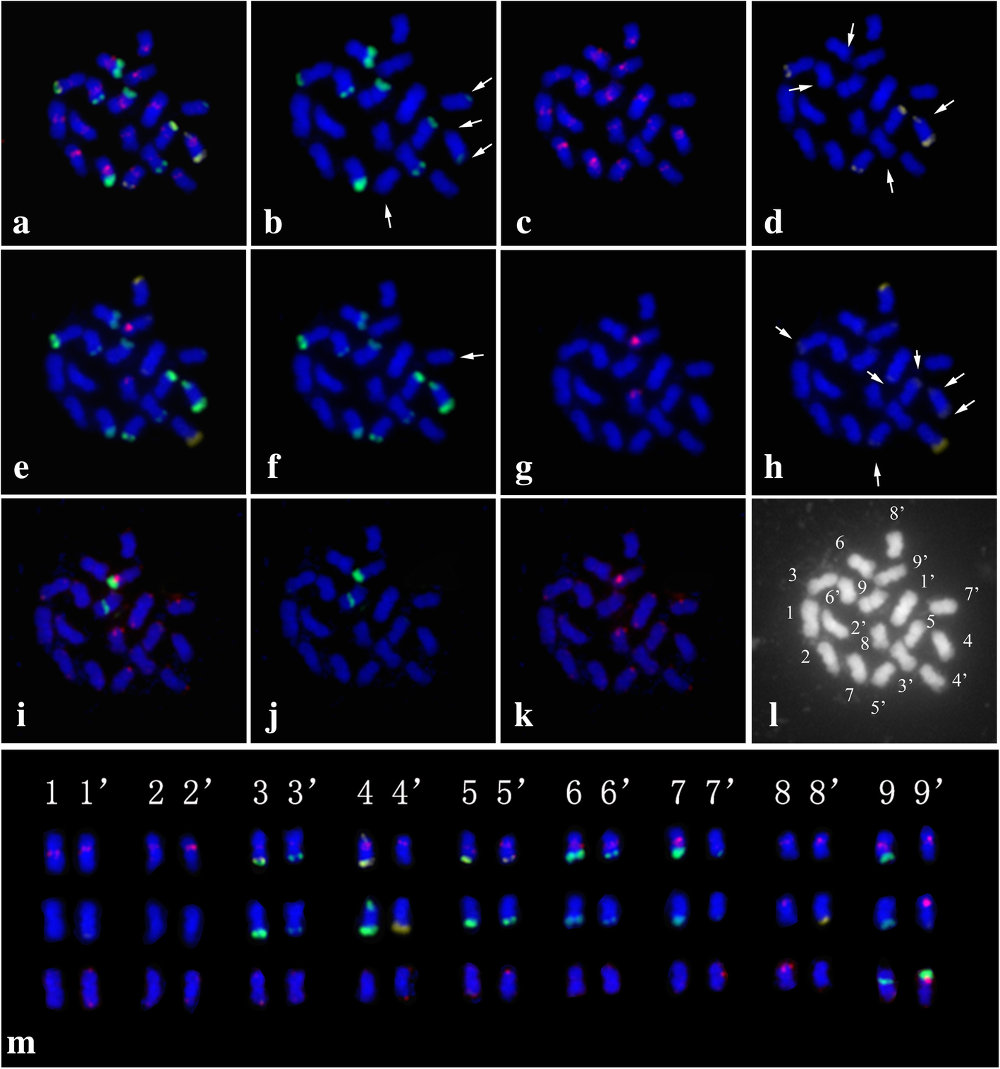 Fig. 1