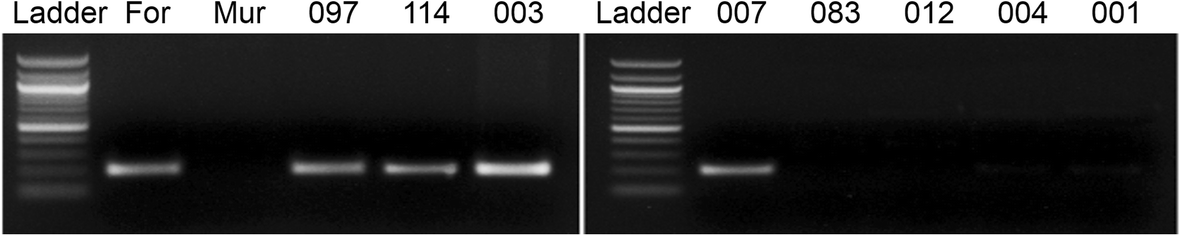 Fig. 5