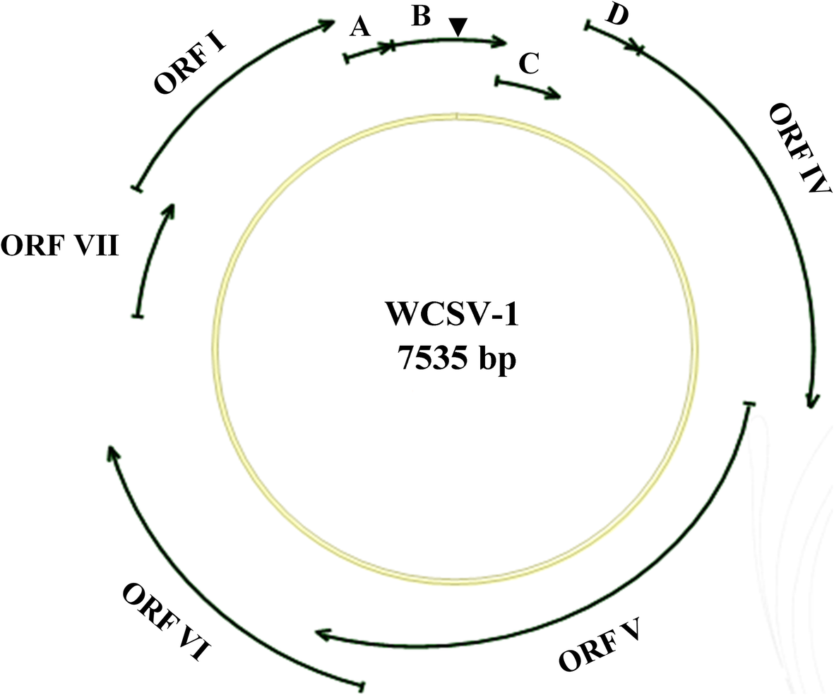 Fig. 5