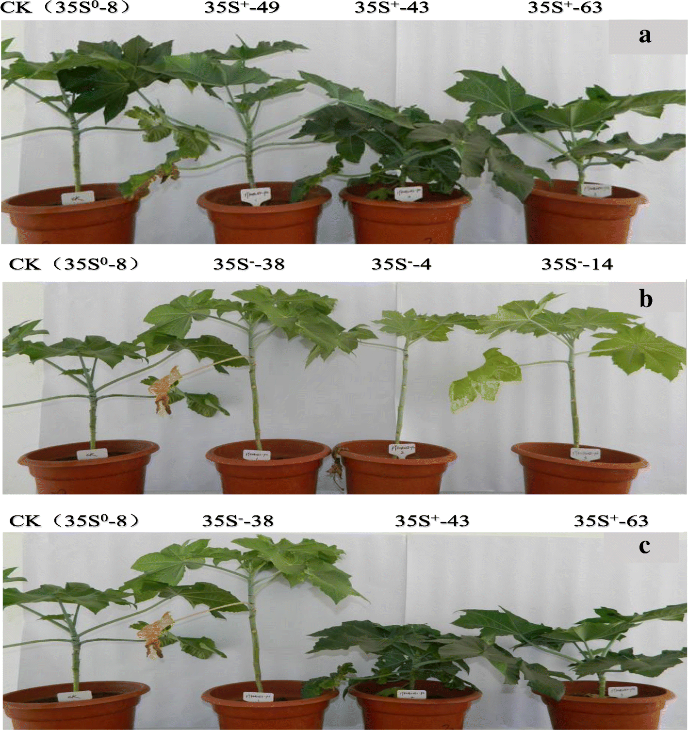 Fig. 7