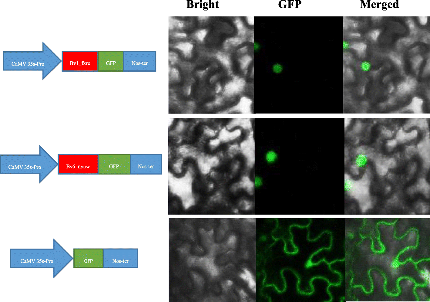 Fig. 9