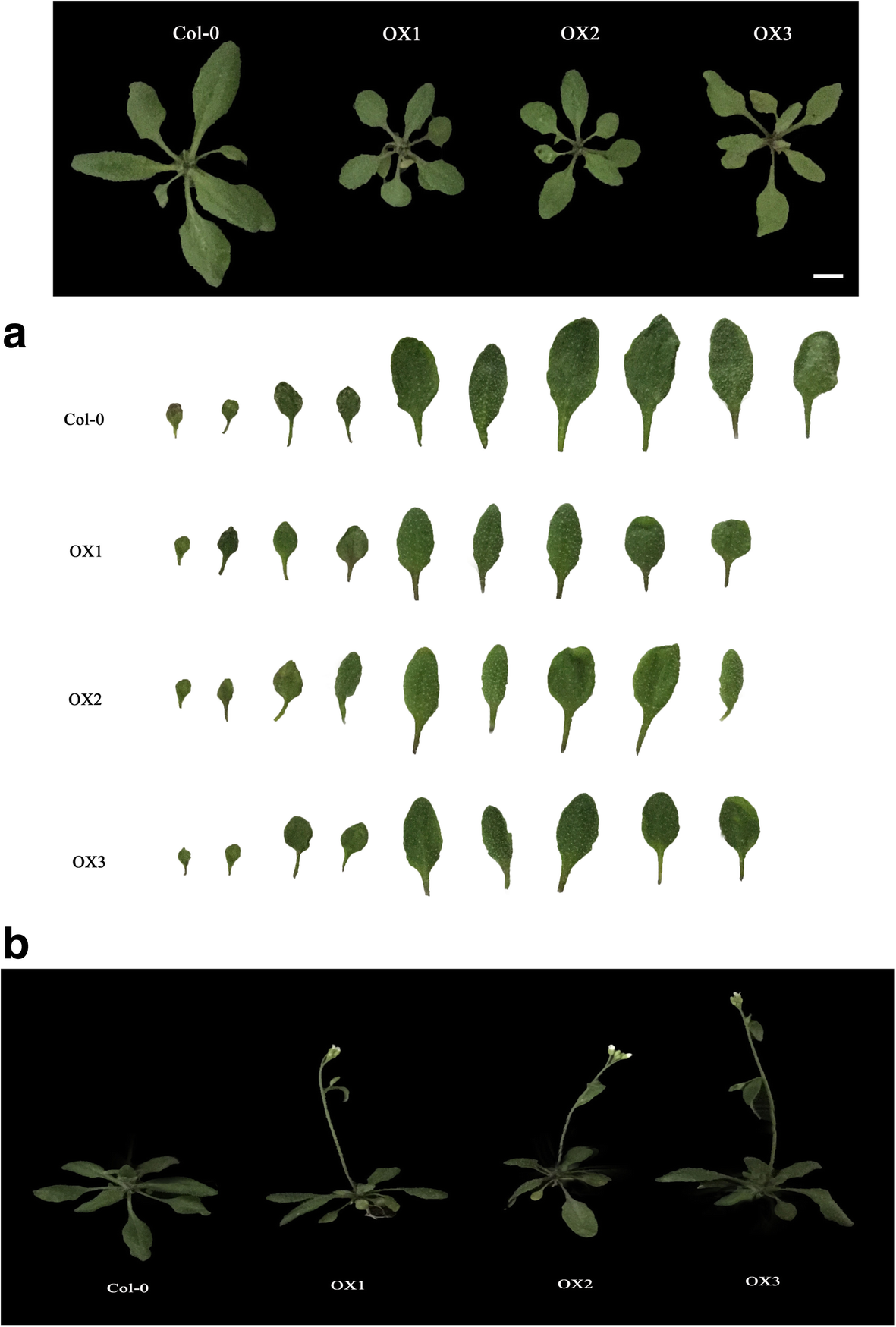 Fig. 4