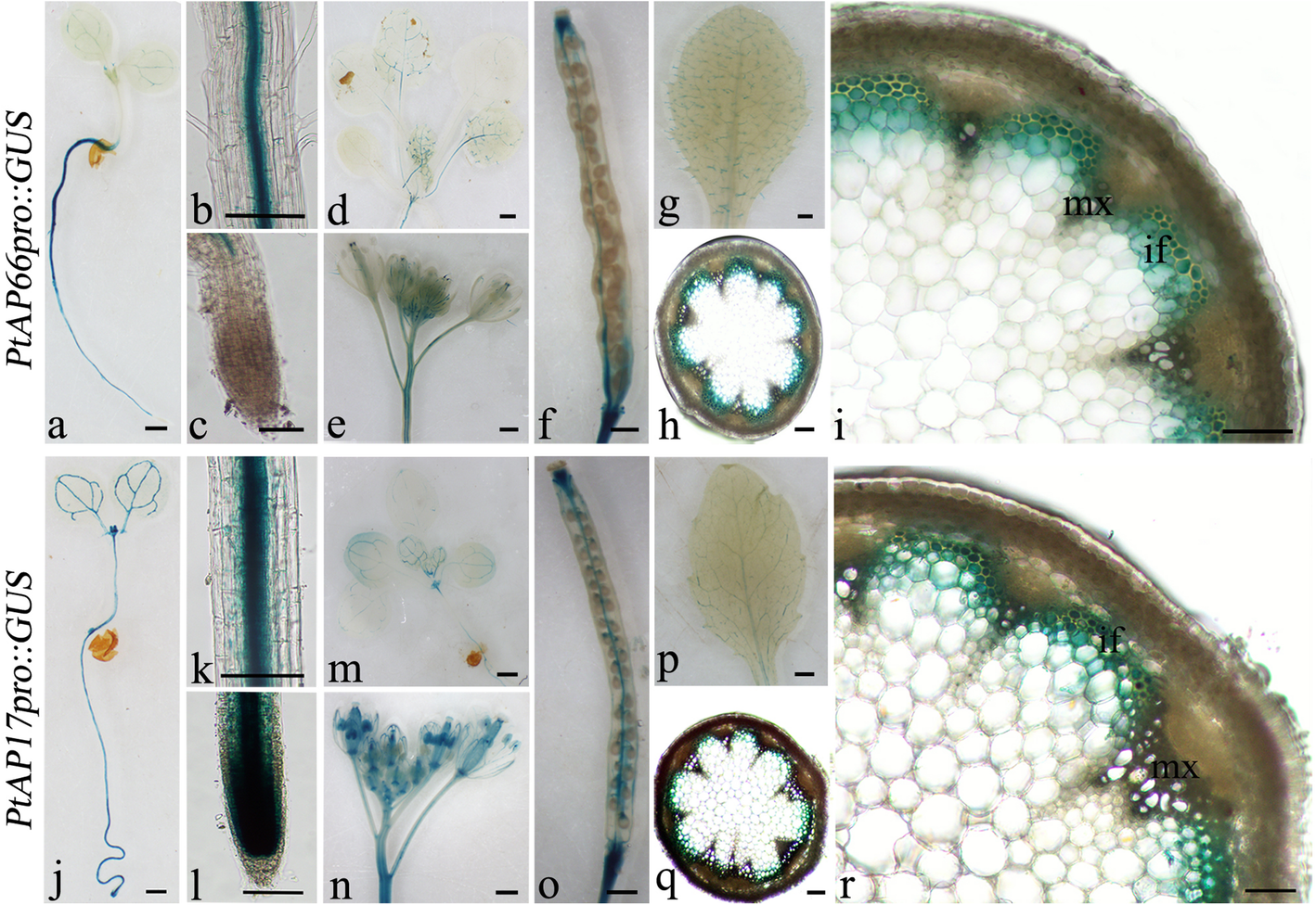 Fig. 8