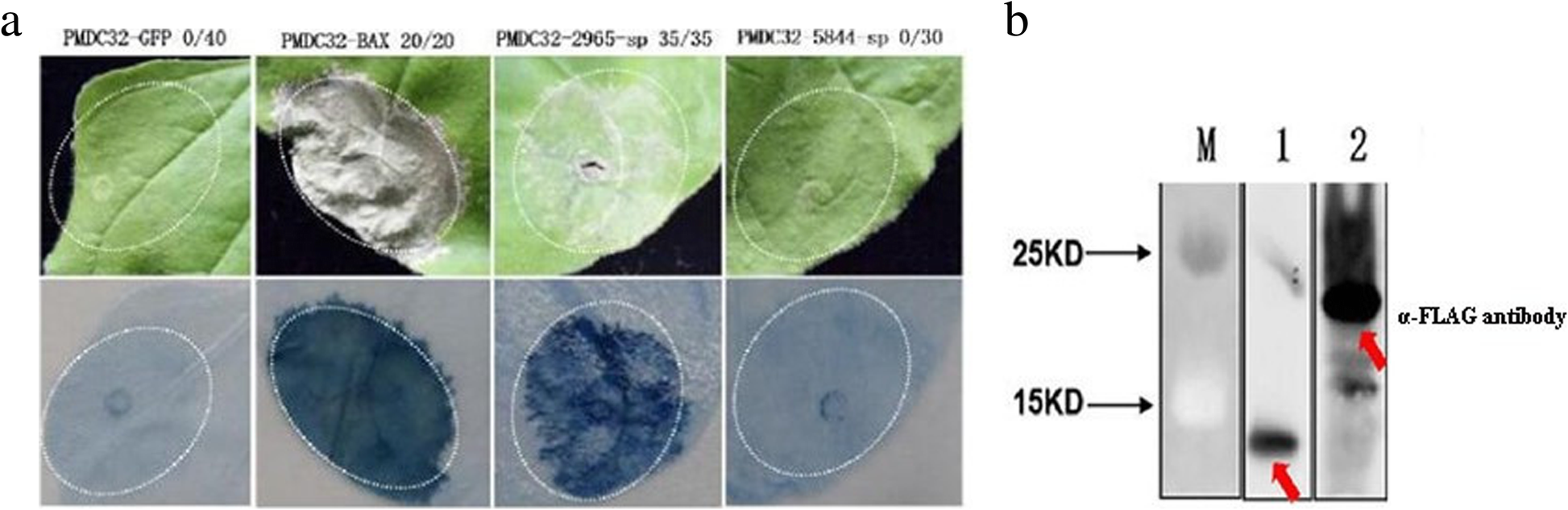 Fig. 6