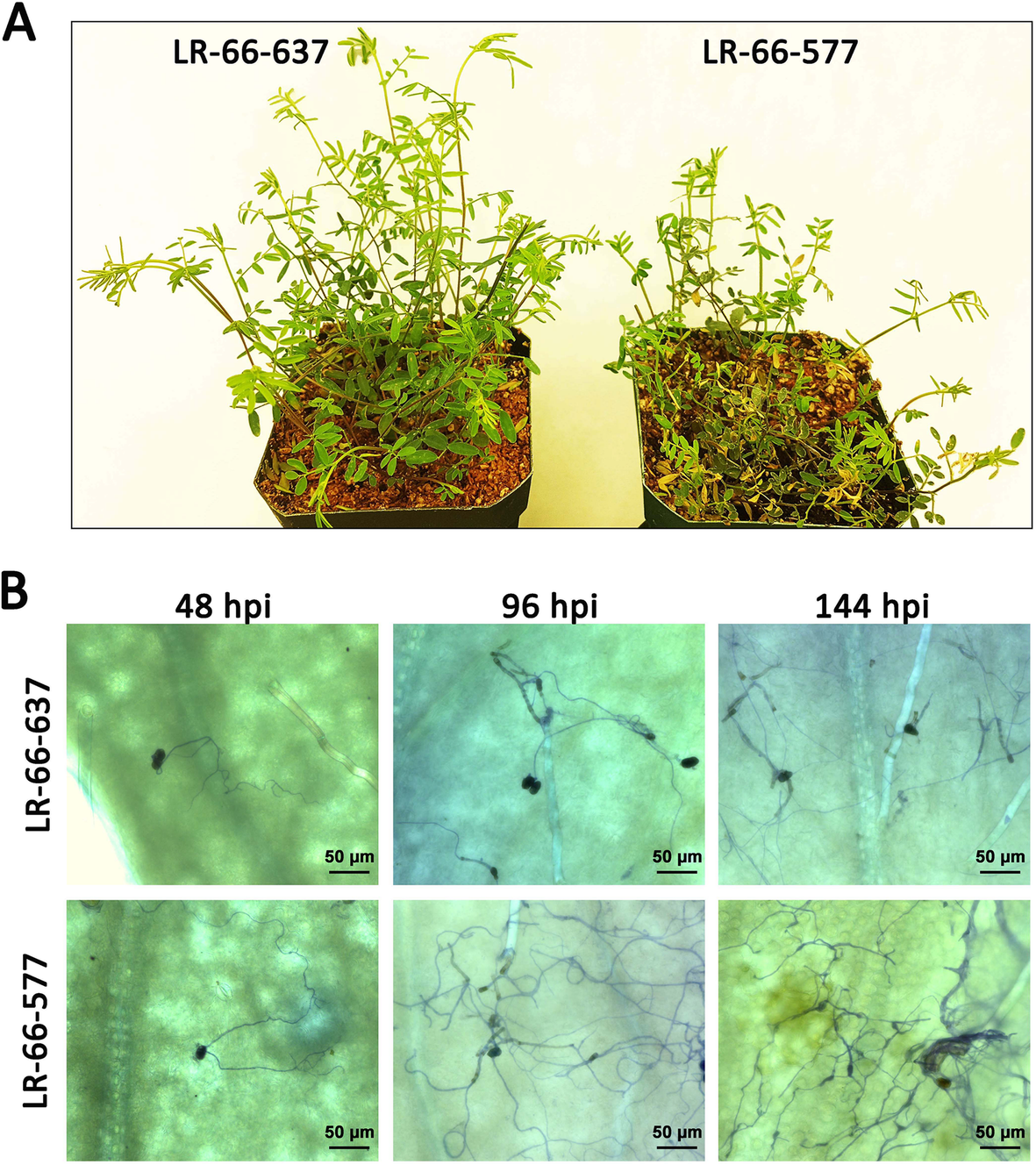 Using a transcriptome sequencing approach to explore candidate resistance  genes against stemphylium blight in the wild lentil species Lens ervoides |  BMC Plant Biology | Full Text