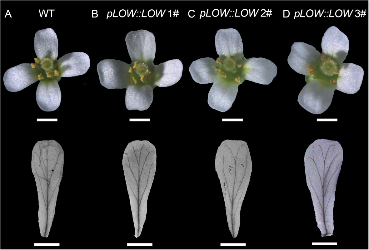 Fig. 6