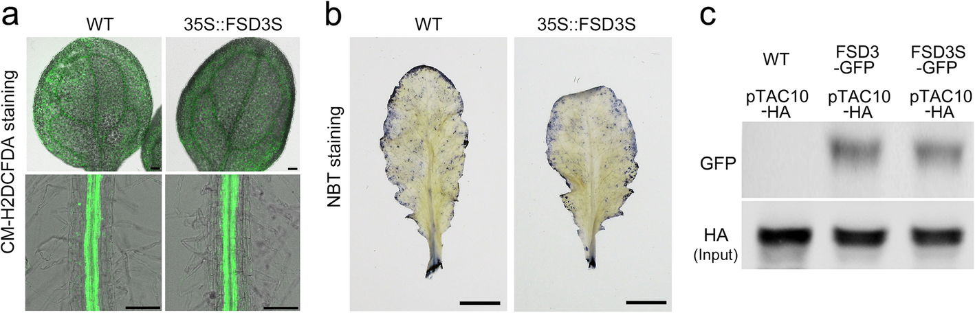 Fig. 8