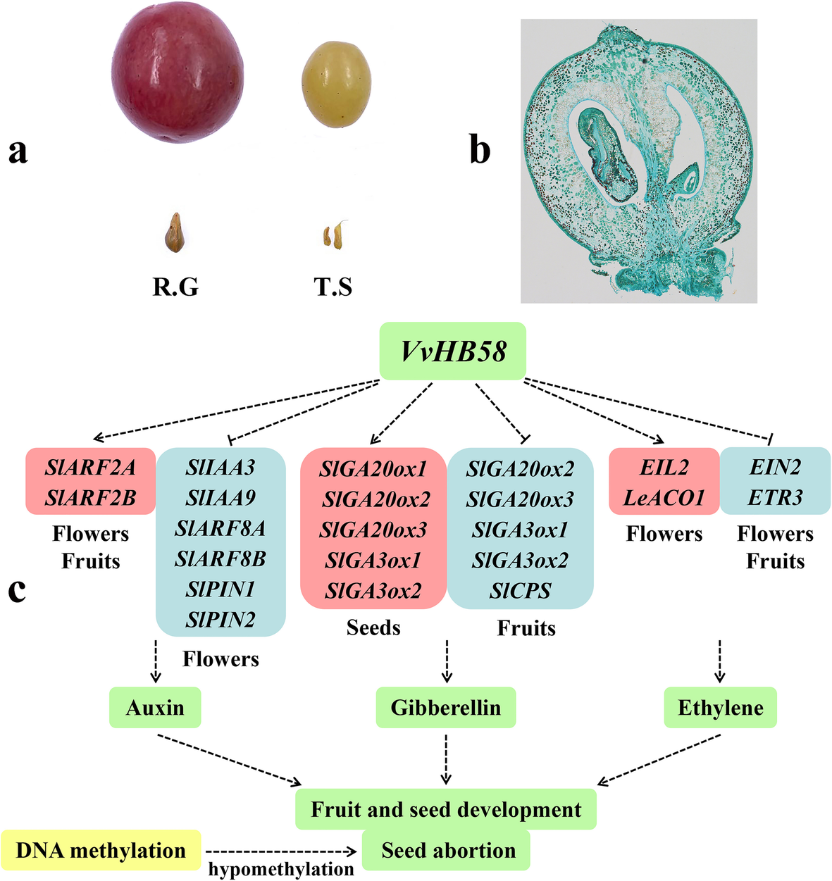 Fig. 8