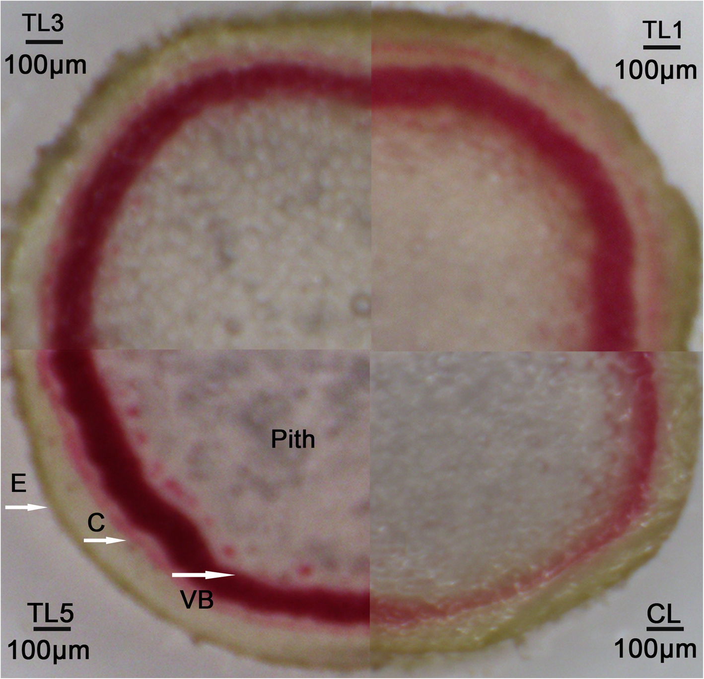 Fig. 8