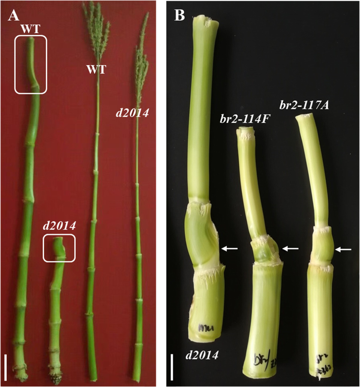 Fig. 5