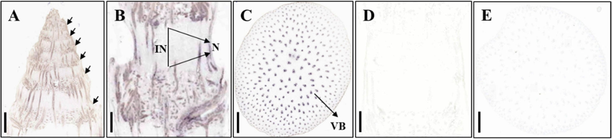 Fig. 8