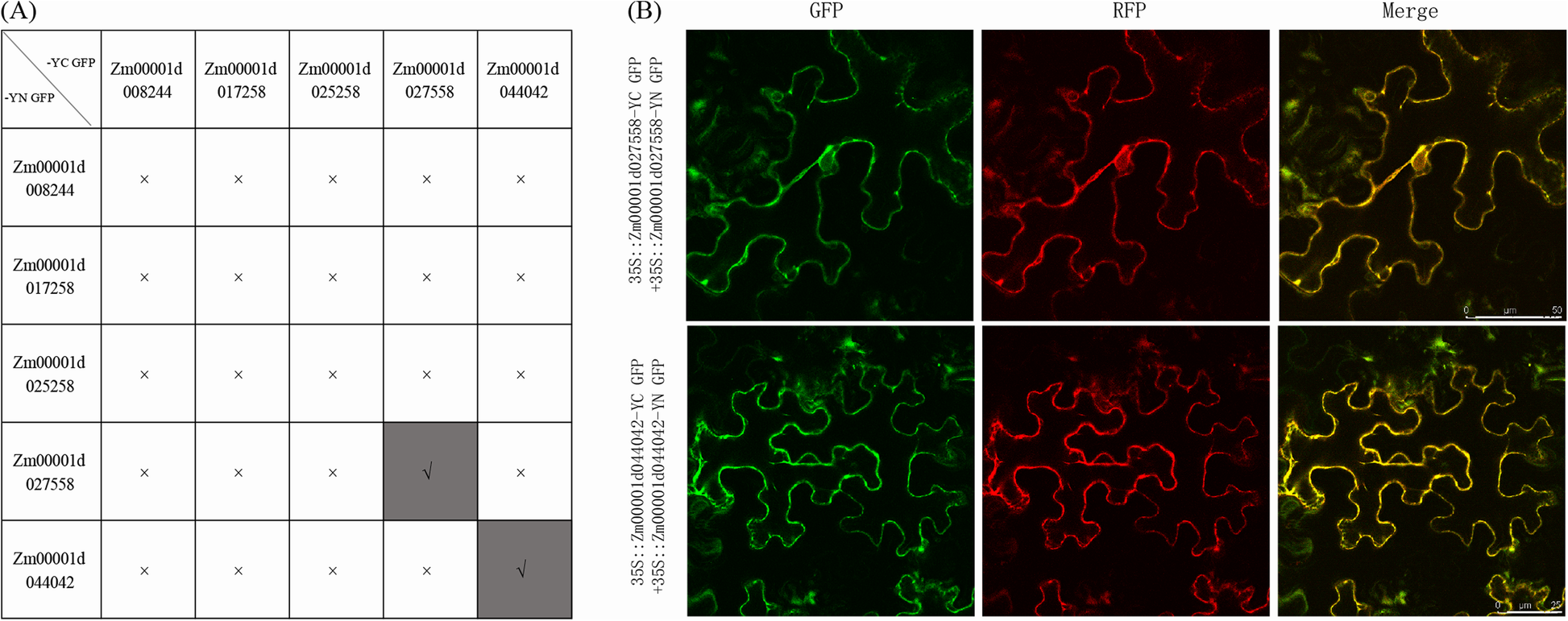 Fig. 8