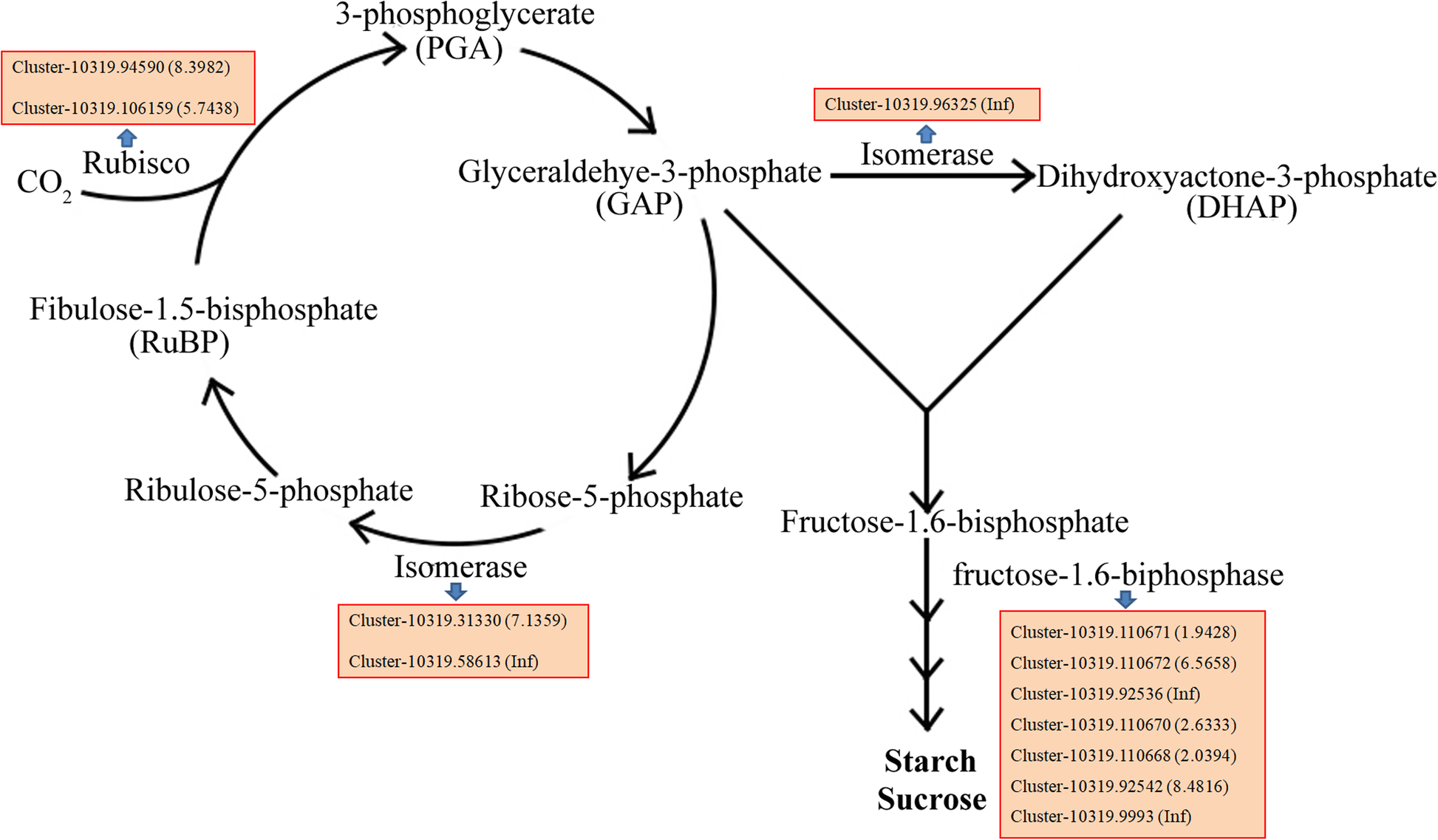 Fig. 7