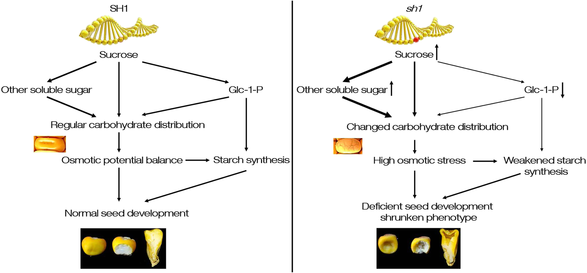 Fig. 8