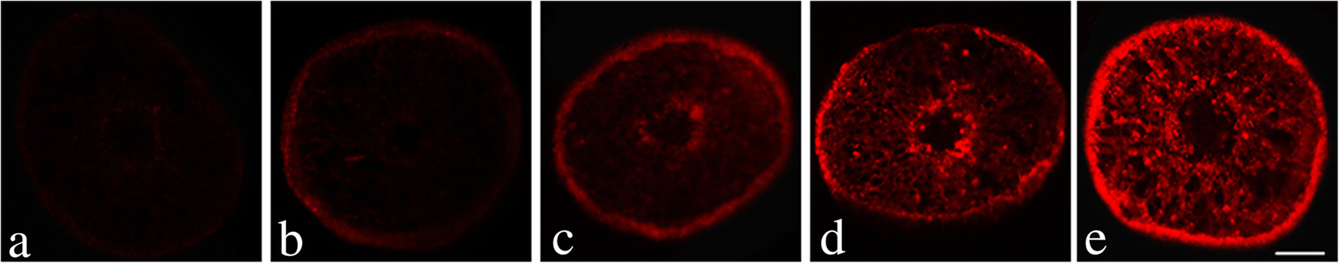 Fig. 5