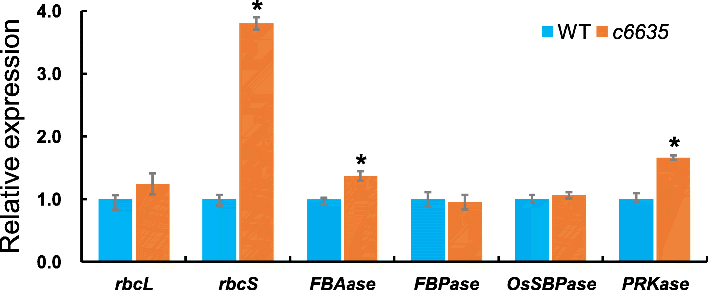 Fig. 13