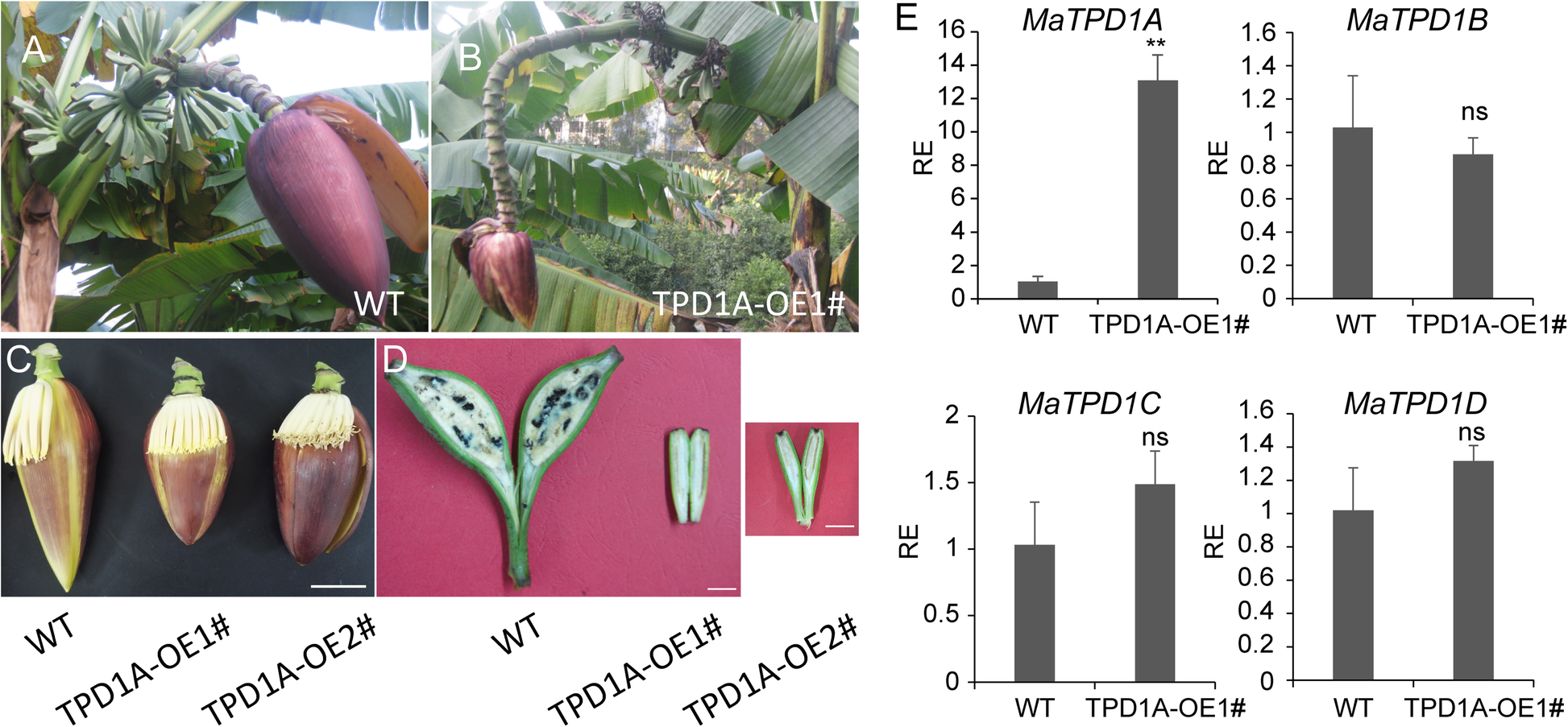 Fig. 4