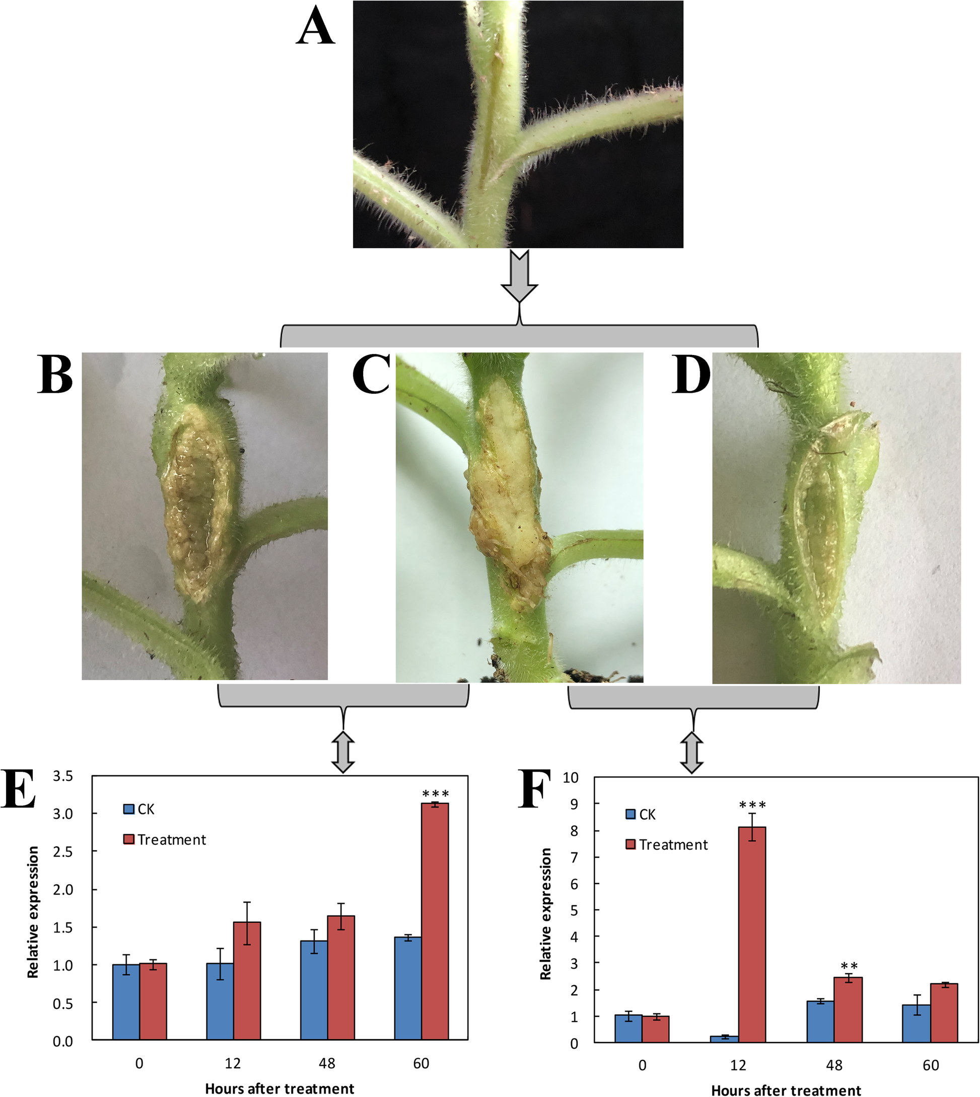 Fig. 7