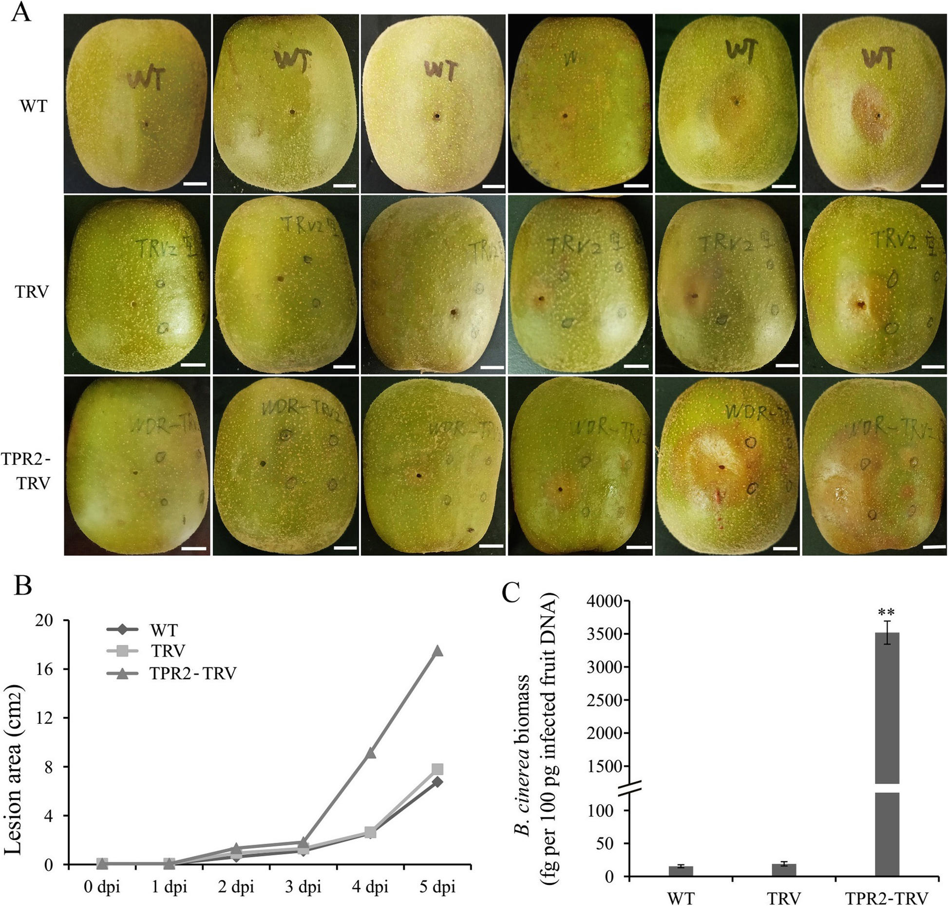 Fig. 4