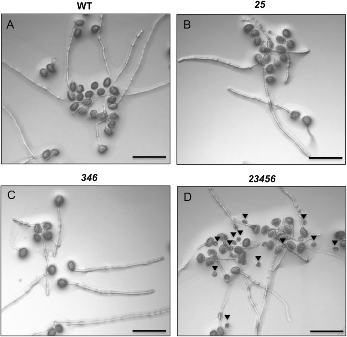 Fig. 10