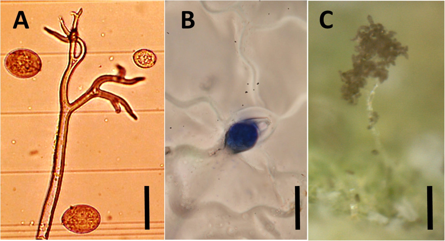 Fig. 7