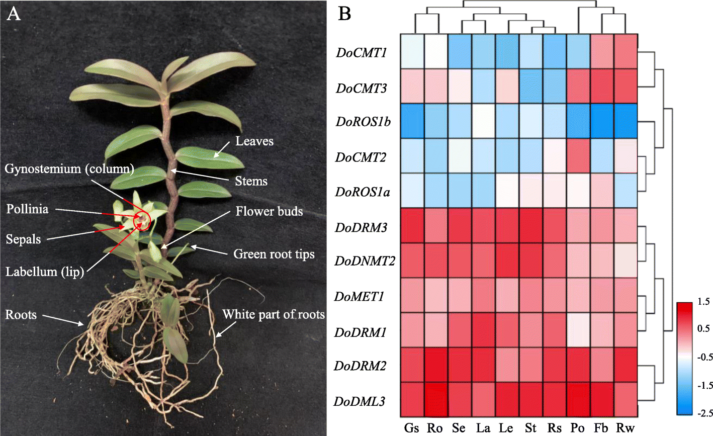 Fig. 8