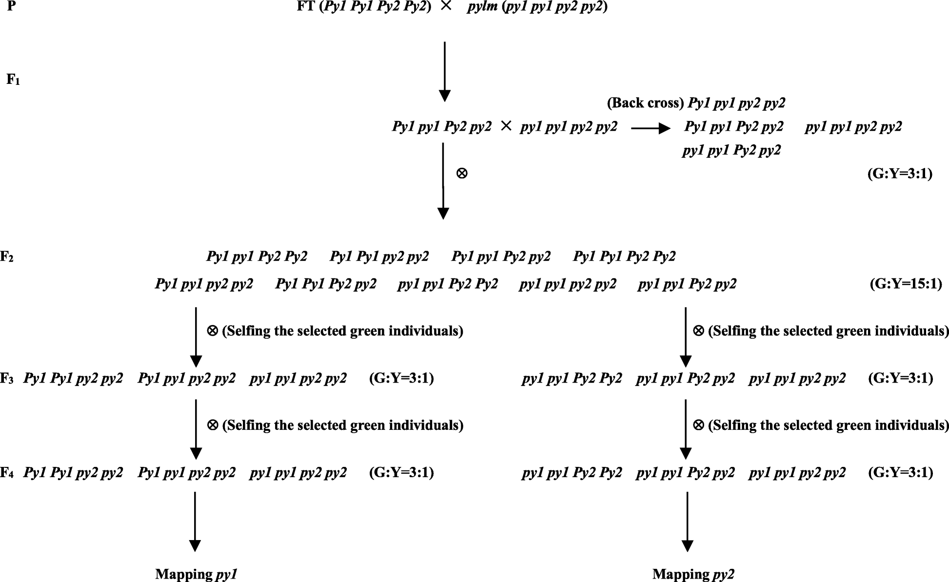 Fig. 2