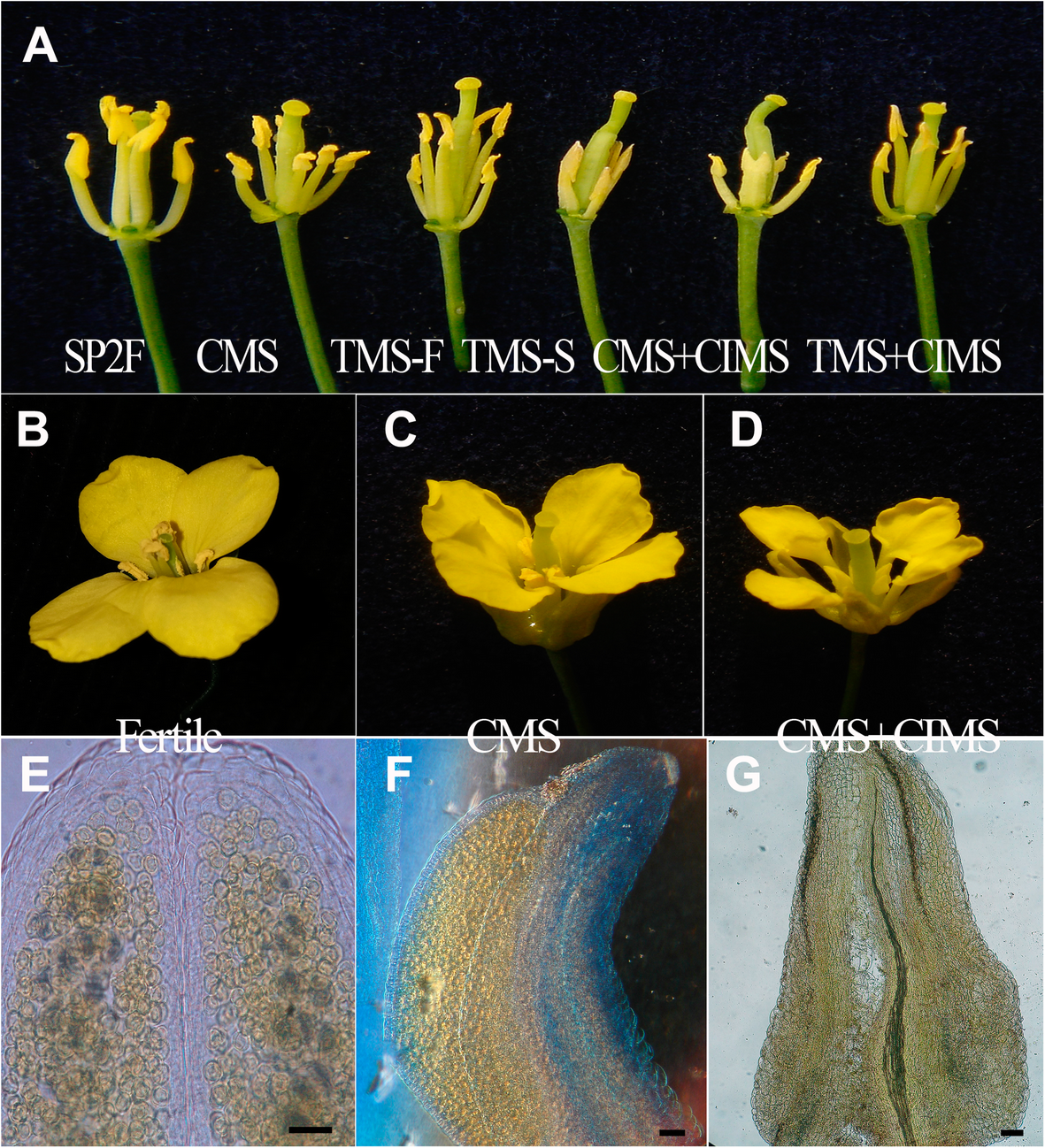 Fig. 4